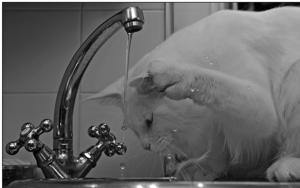 cat near faucet
