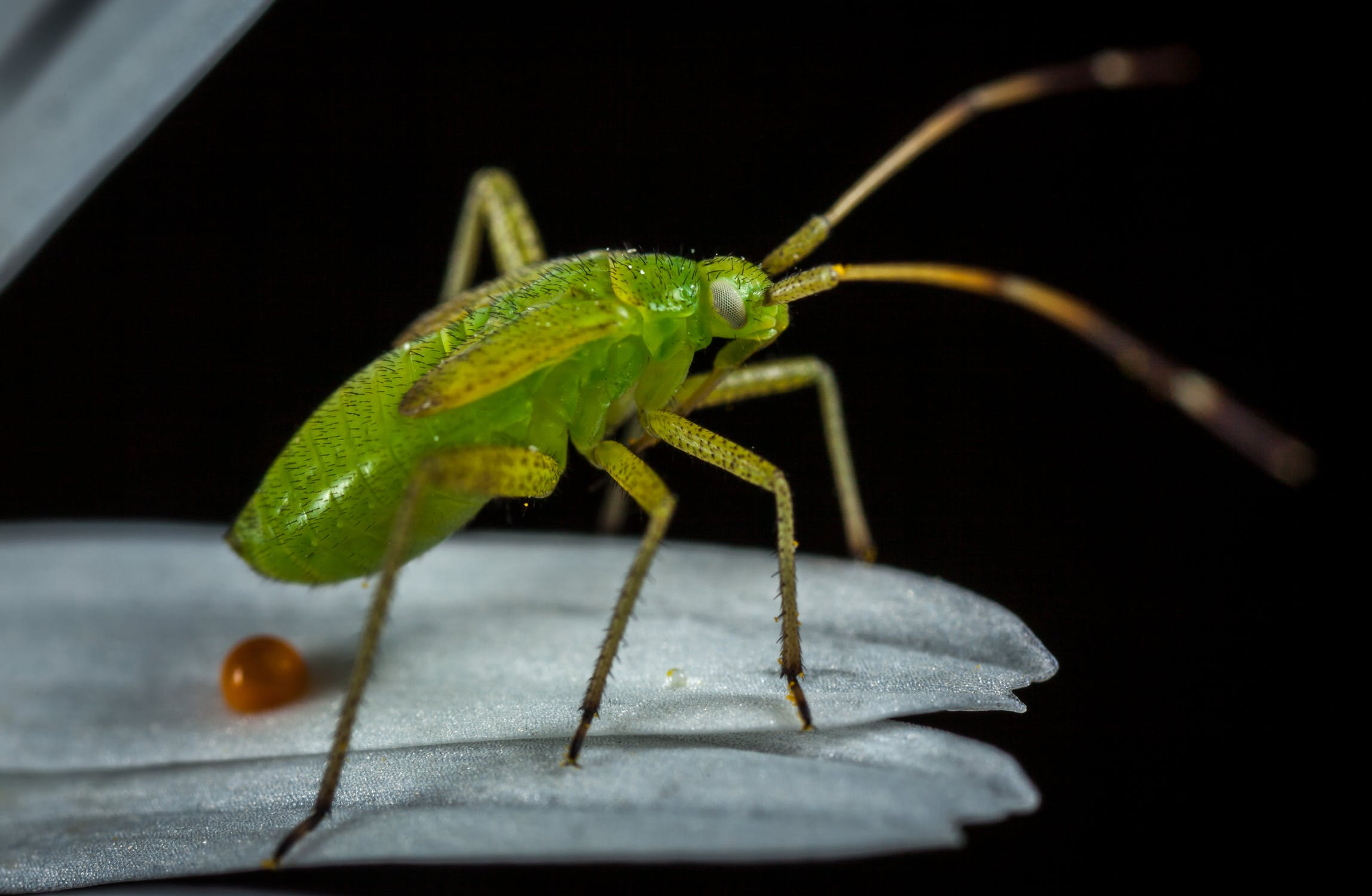 Insect